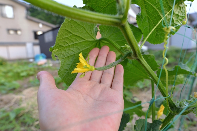 家庭菜園でキュウリの剪定ってどうやるの 上手な栽培方法もご紹介伐採 剪定 間伐 芝刈り 草刈り 草取り 草むしりが3000円 税抜 お庭110番