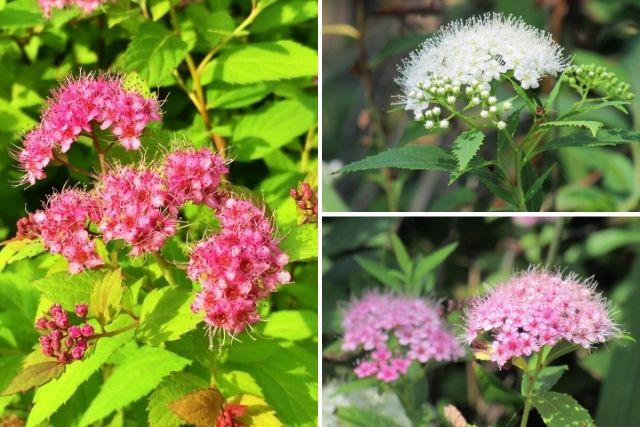 シモツケの剪定方法と育て方の基本 開花時期に合わせたお手入れが大事 お庭110番