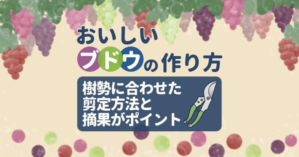 おいしいブドウの作り方樹勢に合わせた剪定方法と摘果がポイント