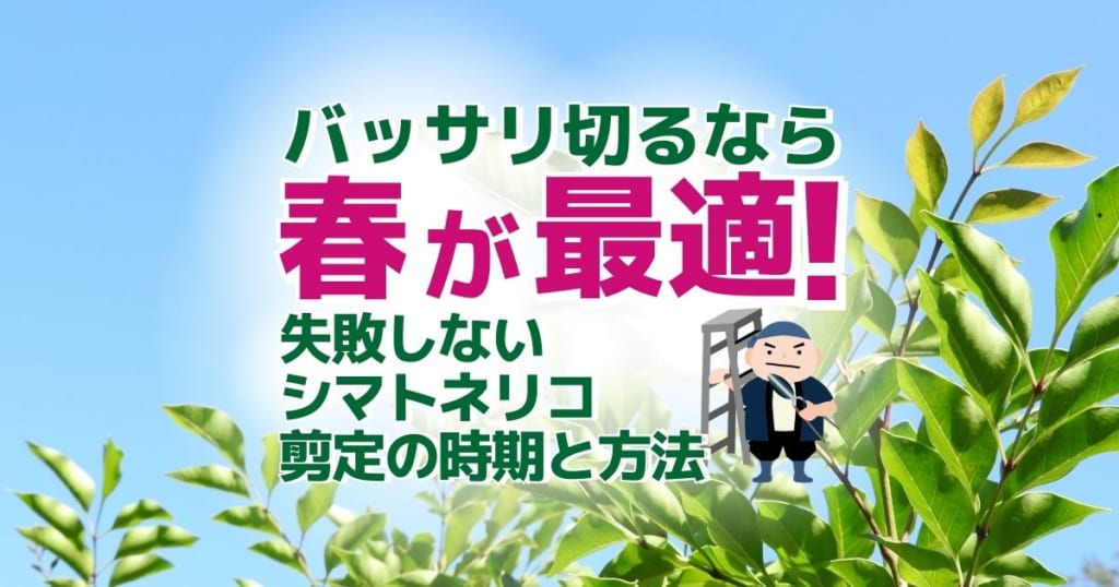 シマトネリコの剪定で失敗しないための基礎知識｜時期・方法・株立ちを整えるコツ