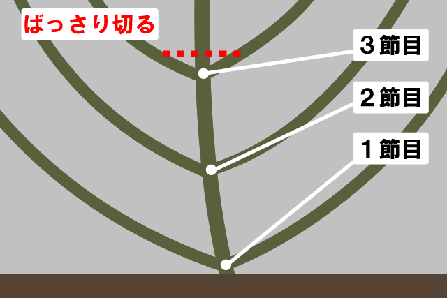 ノリウツギの剪定時期 方法 育て方まとめ 初心者向けマニュアル お庭110番