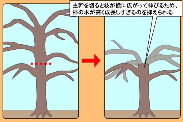 図解 柿を剪定で低く収穫しやすく きれいに剪定できる時期と方法 お庭110番