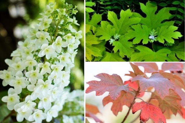 カシワバアジサイ 柏葉紫陽花 の剪定時期は7月中 花を咲かせる剪定方法 お庭110番