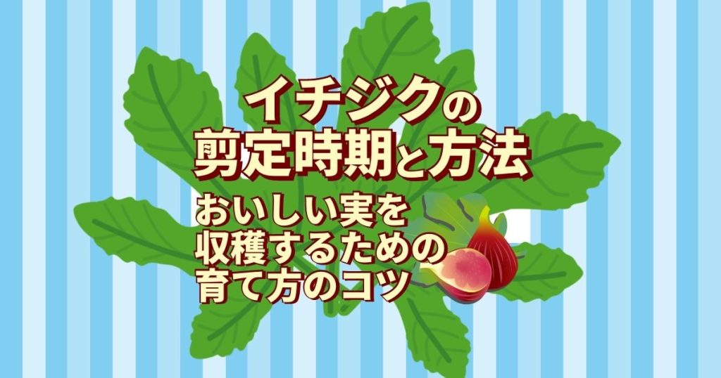 イチジク剪定の基本！剪定方法・時期・費用を伝授