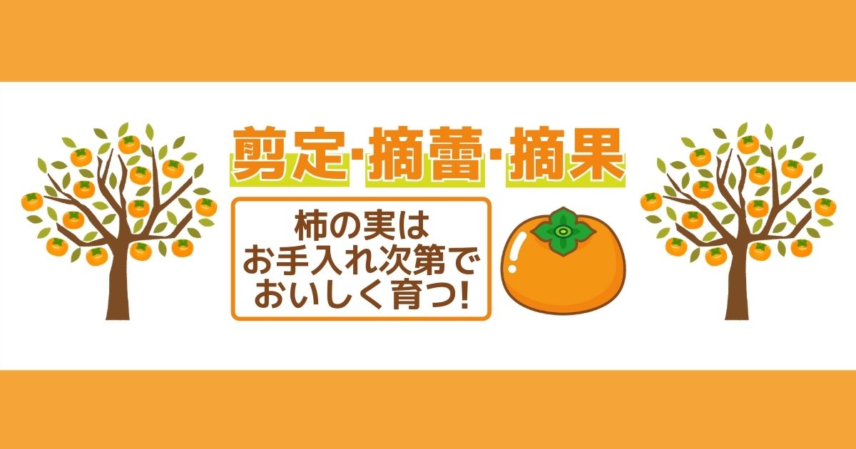 柿の木の剪定方法 適切な時期やおいしい実を収穫するためのポイント伐採 剪定 間伐 芝刈り 草刈り 草取り 草むしりが3000円 税抜 お庭110番