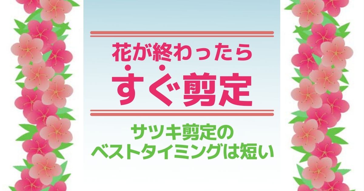 剪定 さつき 咲かない理由と対処（サツキ＆ツツジ）