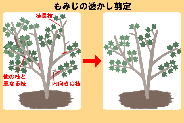 もみじの剪定 夏 冬の時期で異なる剪定方法とお手入れのコツ お庭110番