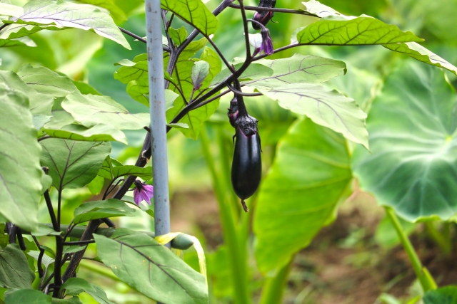 ナスの剪定時期と仕立て方 家庭菜園で野菜をうまく収穫する方法 お庭110番