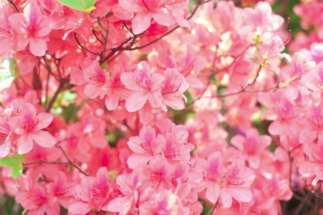 ツツジの剪定時期を解説 害虫 挿し木 花を咲かせるポイントまとめ伐採 剪定 草刈りなどお庭の悩みを最短即日で業者が解決 お庭110番