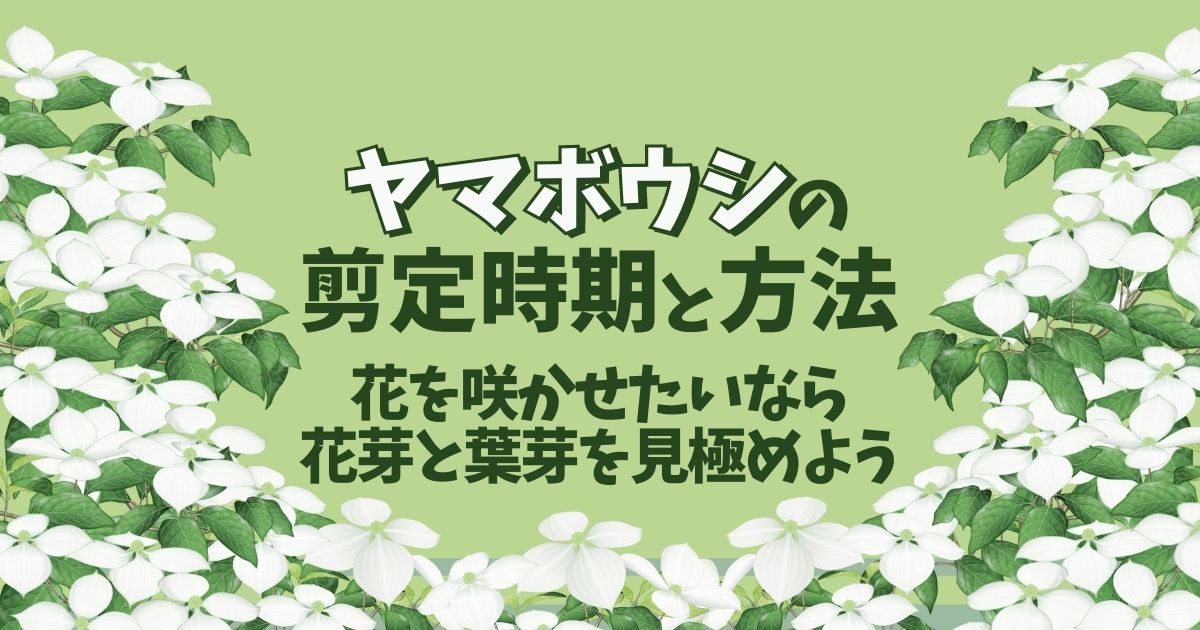 ヤマボウシの剪定方法 時期 花芽を切らずに大きすぎる樹形を抑える育て方 お庭110番