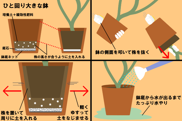 植え替え手順