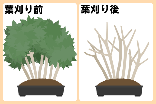 もみじの剪定 夏 冬の時期で異なる剪定方法とお手入れのコツ お庭110番