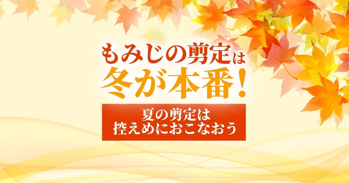 もみじの剪定 夏 冬の時期で異なる剪定方法とお手入れのコツ伐採 剪定 草刈りなどお庭の悩みを最短即日で業者が解決 お庭110番