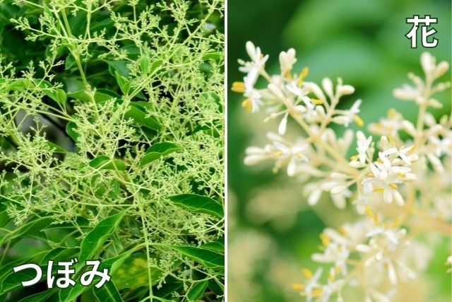 花を咲かせたいなら5月～7月の剪定を避ける