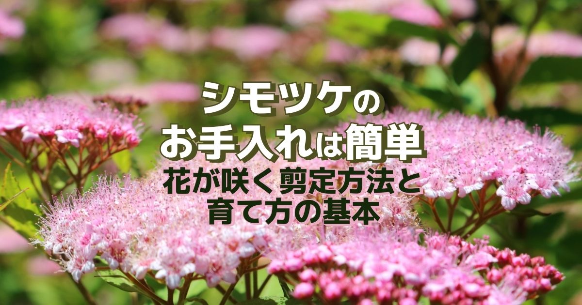 シモツケのお手入れは簡単花が咲く剪定方法と育て方の基本