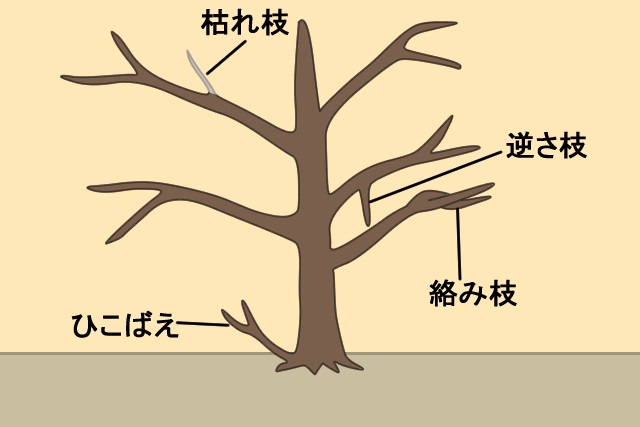 桜の剪定は時期と方法が重要 切り口も処置して枯れるリスクを回避 お庭110番