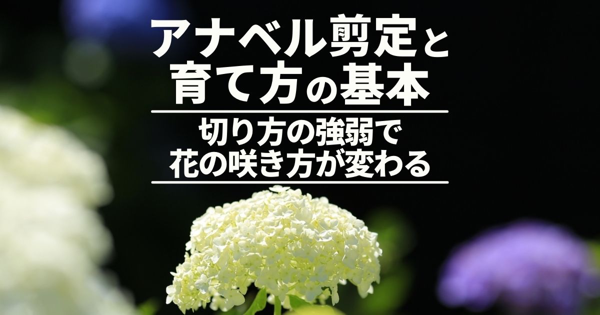 アナベル剪定の時期と方法 花を楽しむ地植え 鉢植え 挿し木の育て方 お庭110番