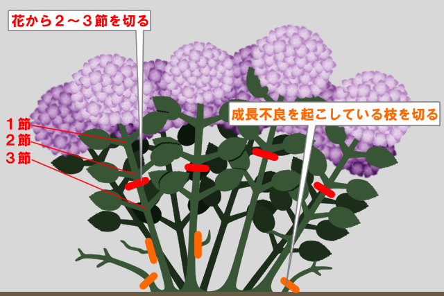 紫陽花 アジサイ の剪定は時期が重要 花を減らさない方法を紹介 お庭110番