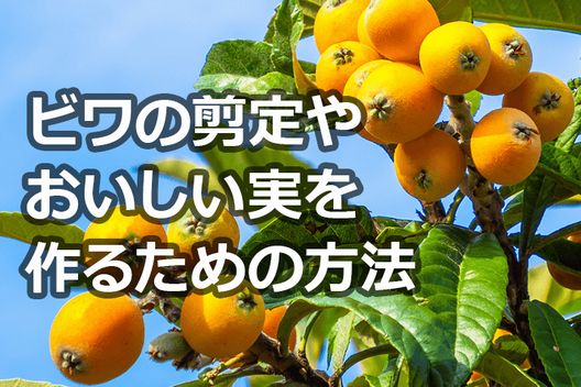 洗う 大砲 胴体 びわ 摘蕾 Tomotaka Fushimi Jp 洗う 大砲 胴体 びわ 摘蕾 Tomotaka Fushimi Jp
