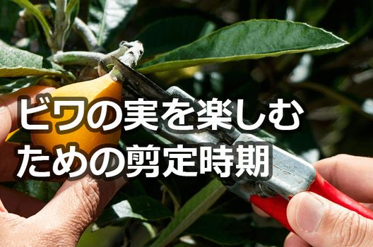 ビワ剪定の時期や方法は おいしい実を作るための知識 お庭110番