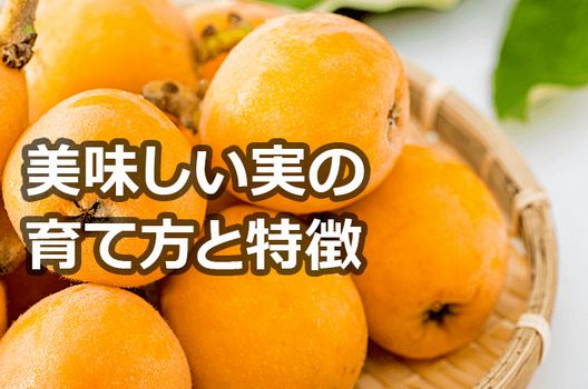 ビワ剪定の時期や方法は おいしい実を作るための知識 お庭110番