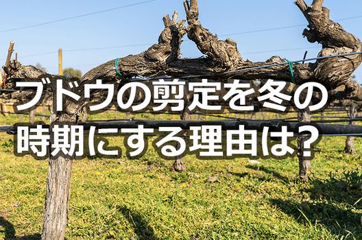 ブドウ剪定の時期と方法 育て方や費用まで確認しよう伐採 剪定 草刈りなどお庭の悩みを最短即日で業者が解決 お庭110番