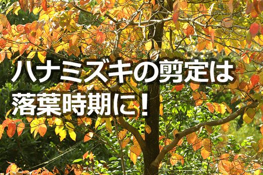 ハナミズキ剪定の強剪定は落葉時期に！その他の時期は剪定できる？