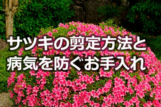 サツキの剪定時期は花後すぐ 美しい花を咲かせる庭木の手入れの仕方伐採 剪定 草刈りなどお庭の悩みを最短即日で業者が解決 お庭110番