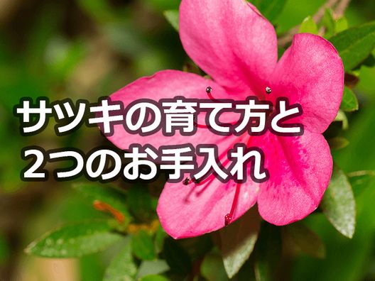 サツキの剪定時期は花後すぐ 美しい花を咲かせる庭木の手入れの仕方伐採 剪定 草刈りなどお庭の悩みを最短即日で業者が解決 お庭110番