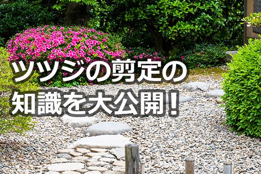 ツツジの剪定時期を解説 害虫 挿し木 花を咲かせるポイントまとめ伐採 剪定 間伐 芝刈り 草刈り 草取り 草むしりが3000円 税抜 お庭110番