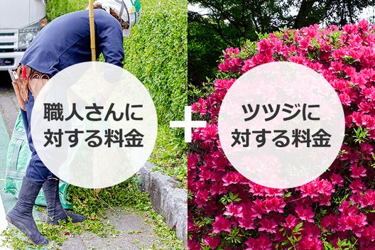 ツツジの剪定時期は5月 6月 サツキと見分けて正しい方法で切ろう お庭110番