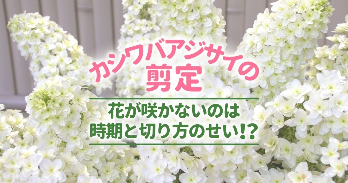 カシワバアジサイ 柏葉紫陽花 の剪定時期は7月中 花を咲かせる剪定方法 お庭110番