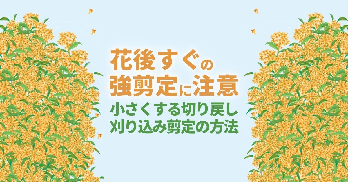 キンモクセイの剪定方法 正しい時期と小さくするコツについてご紹介 お庭110番