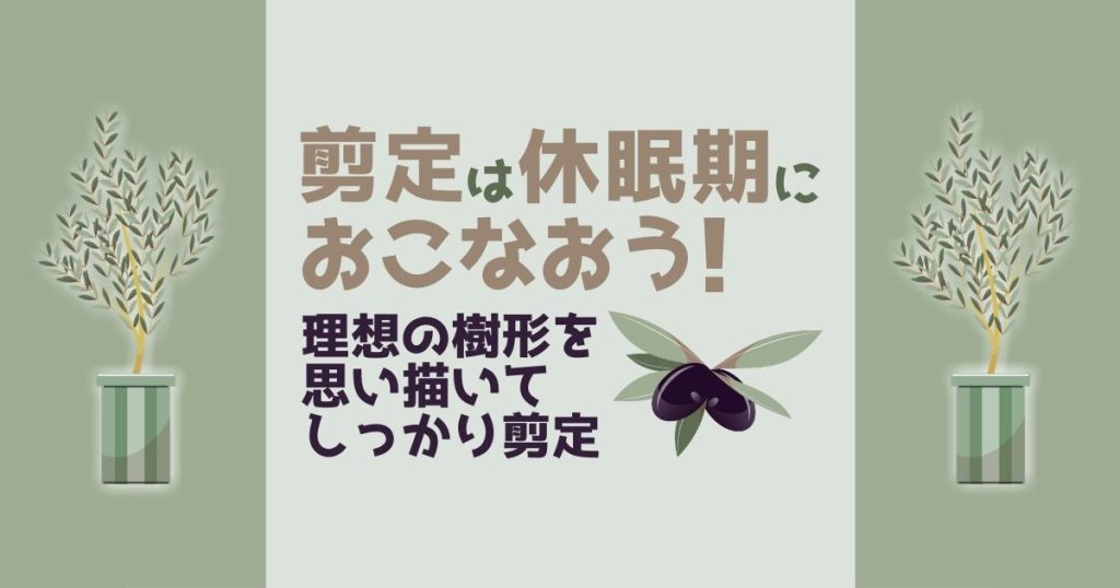 オリーブの剪定時期や方法について！コツを押さえて失敗を回避しよう