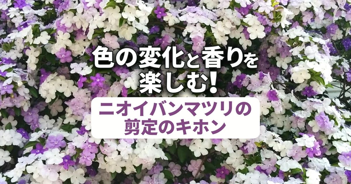 ニオイバンマツリの剪定方法を解説 花を咲かせて香りを楽しもう お庭110番