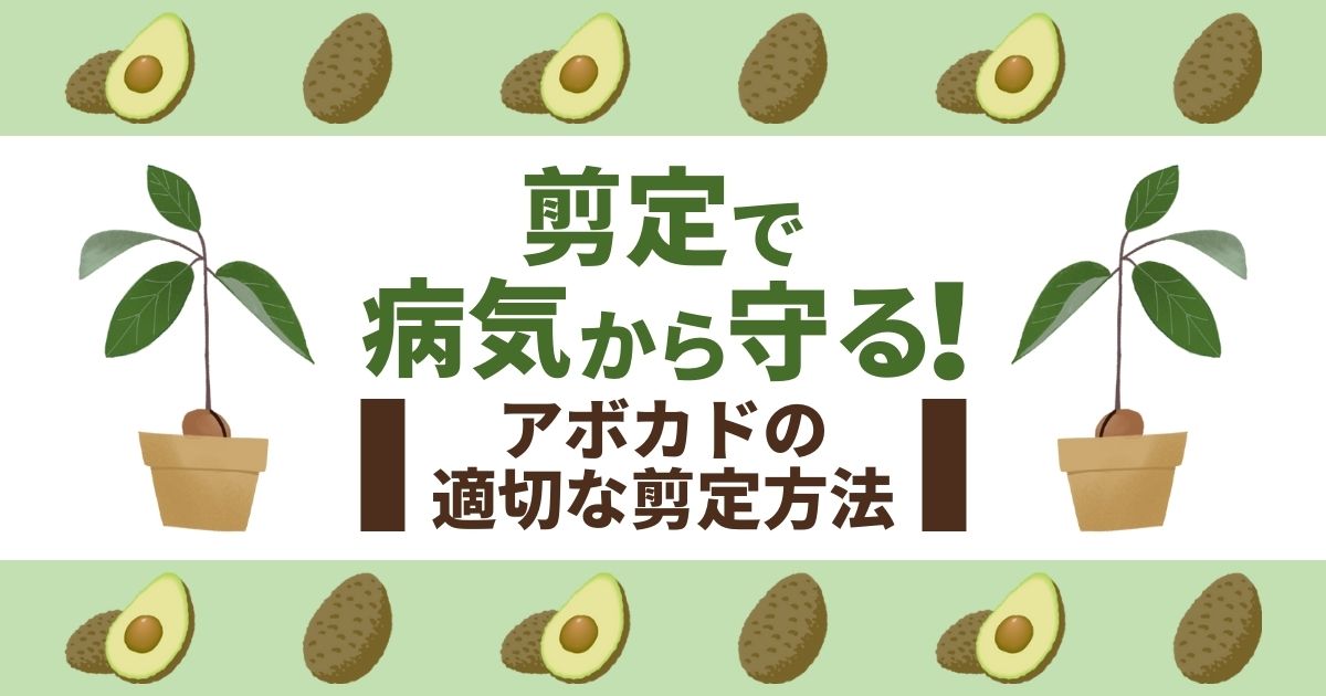 アボカドを剪定して病気から守ろう 適切に管理していく方法 お庭110番