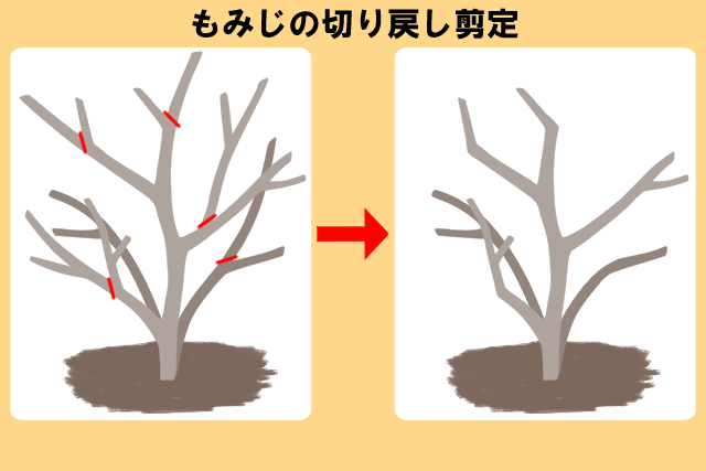 もみじの剪定 夏 冬の時期で異なる剪定方法とお手入れのコツ お庭110番