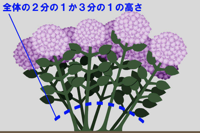 紫陽花 アジサイ の剪定は時期が重要 花を減らさない方法を紹介 お庭110番