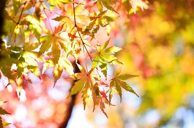 もみじの剪定 夏 冬の時期で異なる剪定方法とお手入れのコツ伐採 剪定 草刈りなどお庭の悩みを最短即日で業者が解決 お庭110番 もみじの剪定 夏 冬の時期で異なる剪定方法とお手入れのコツ伐採 剪定 草刈りなどお庭の悩みを最短即日で業者が解決 お庭110番
