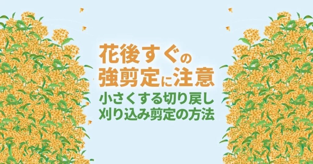 キンモクセイ 剪定　切り戻し 刈り込み剪定