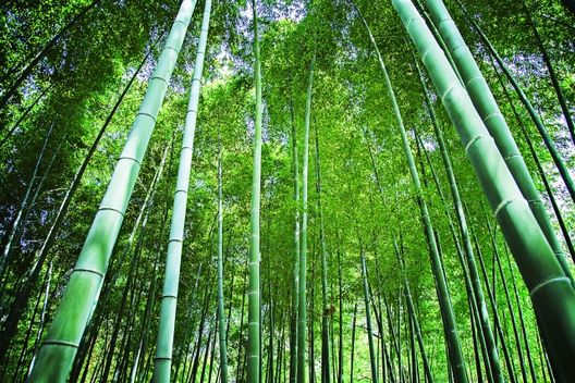 竹の伐採の費用はどう決まる？業者選びのコツも紹介