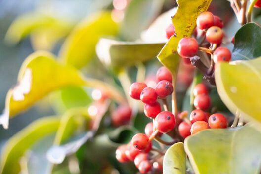 もちの木の剪定方法・時期｜病気・害虫・大きさの問題を解決する育て方