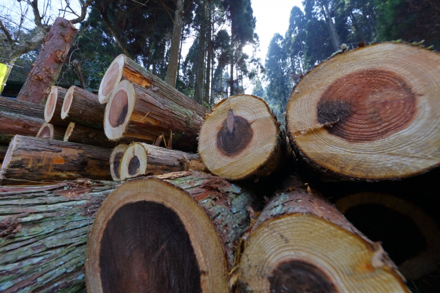 杉の伐採で必要なものと適切な時期