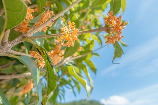 キンモクセイの剪定時期は、希望に合わせて2つから選択