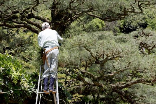 松の剪定に最適な時期ときれいに仕上げるコツ