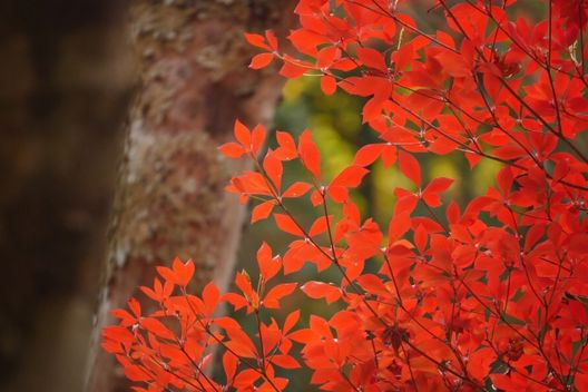 ドウダンツツジの剪定時期のキホンは花後！その理由は？