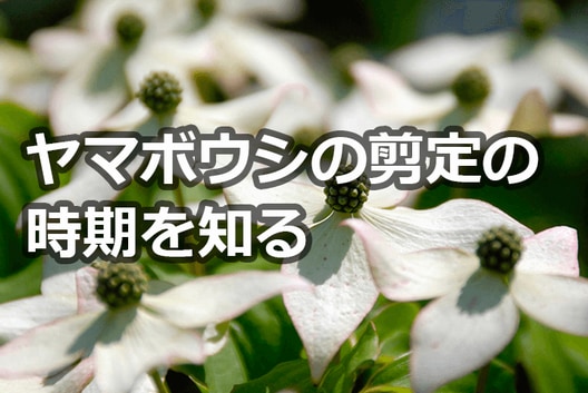 ヤマボウシの剪定 時期を間違えると花が咲かない 正しい剪定方法 お庭110番