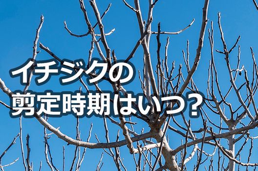 イチジクの剪定時期はいつ？