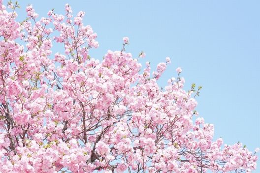 桜の木を切ると祟りが…？その根拠は何？