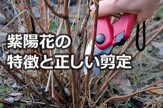 紫陽花の剪定で知っておきたいベストな時期や剪定方法伐採 剪定 草刈りなどお庭の悩みを最短即日で業者が解決 お庭110番